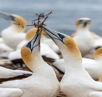 Gannets in Portland - Accommodation ACT
