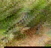 Grass Tree Circuit - Accommodation ACT