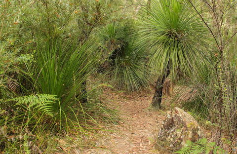 Grass Tree Circuit - Accommodation ACT 0