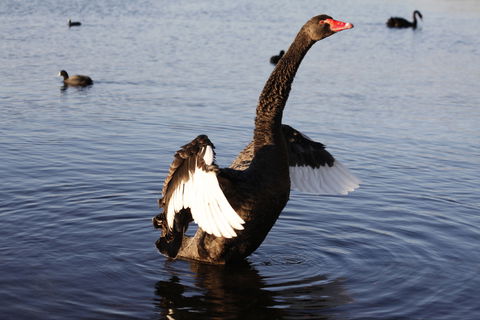 Lake Monger - Accommodation ACT 1