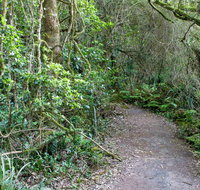 Rainforest Walking Track Roberston Nature Reserve