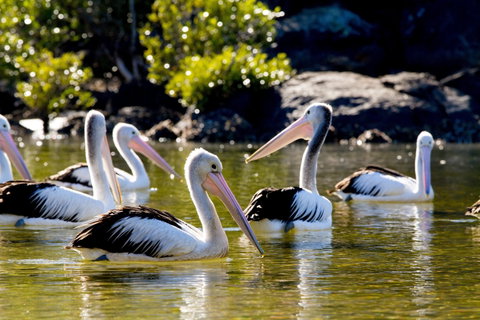 Snorkel Hat Head Creek - Accommodation ACT 2