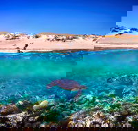 Snorkel the Ningaloo Reef - Accommodation ACT