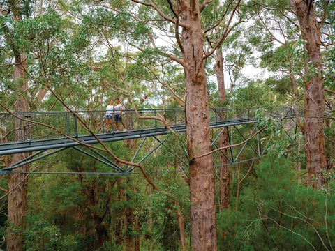 Valley Of The Giants Tree Top Walk - Accommodation ACT 1