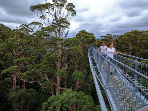 Valley Of The Giants Tree Top Walk - Accommodation ACT 2