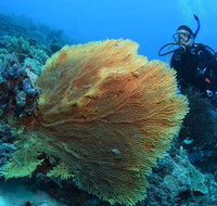 Wistari Wall - Accommodation ACT