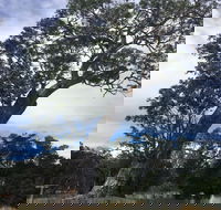 Bilston's Tree - Accommodation ACT