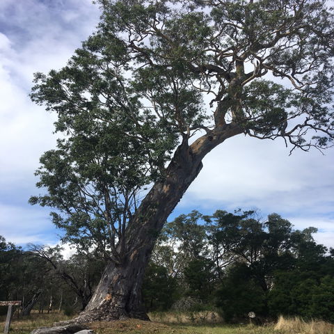 Bilston's Tree - Accommodation ACT 0