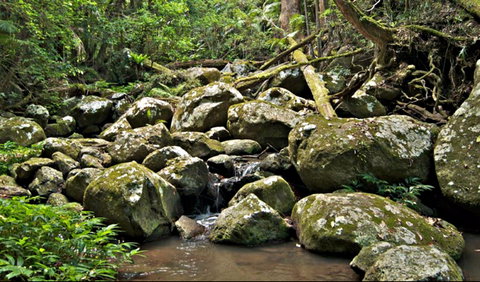 Booyong Walking Track - Accommodation ACT 0