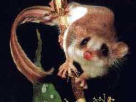 Carrowong Fauna Sanctuary - Accommodation ACT 0