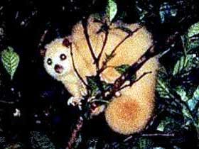 Carrowong Fauna Sanctuary - Accommodation ACT 1