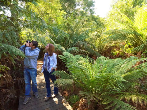 Endeavour Fern Gully Walks - Accommodation ACT 0