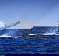 Humpback Whales - Accommodation ACT