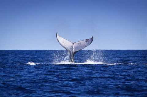 Humpback Whales - Accommodation ACT 0