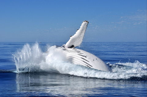 Humpback Whales - Accommodation ACT 1