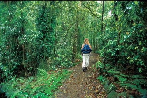 Mount Cougal, Springbrook National Park - Accommodation ACT 0