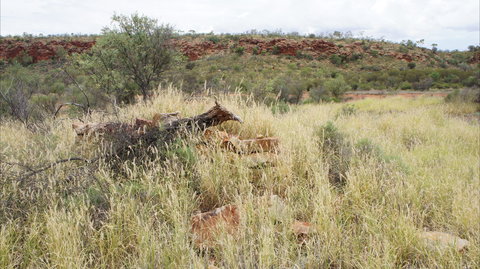 Original Glen Helen Homestead - Accommodation ACT 1