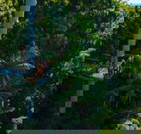 Tamborine Rainforest Skywalk - Accommodation ACT