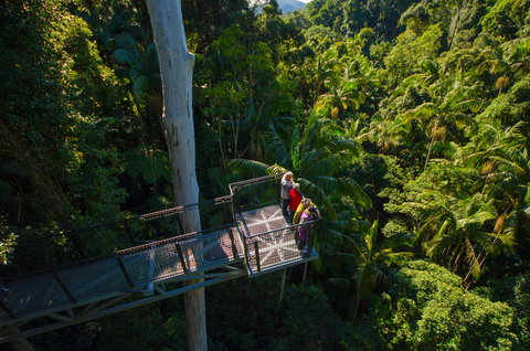 Tamborine Rainforest Skywalk - Accommodation ACT 1