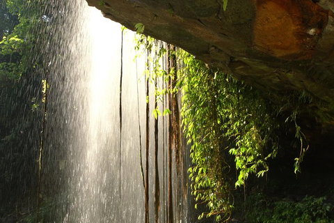 Rainforest & Waterfall Experience - Accommodation ACT 9