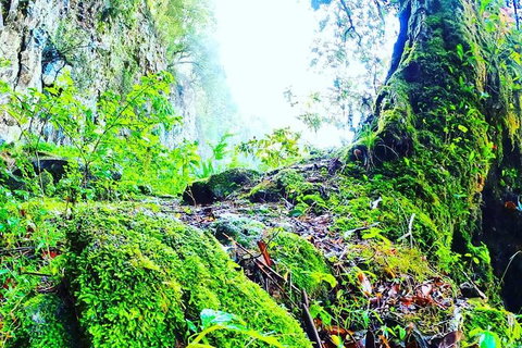 Rainforest & Waterfall Experience - Accommodation ACT 8