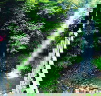 Rainforest  Waterfall Experience - Accommodation ACT