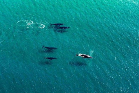 25-30 Minute Newcastle & Macquarie Helicopter Shared Flight - Accommodation ACT 2