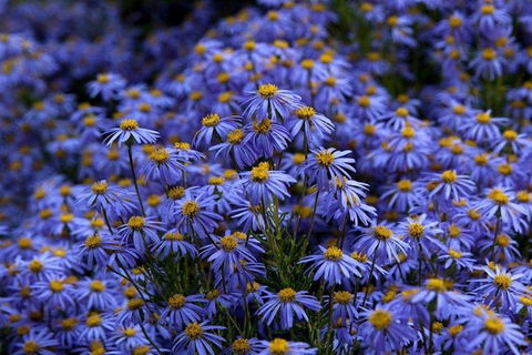 Blue Mountains Botanic Garden And Bilpin Tour From Katoomba With Cider Tasting - Accommodation ACT 3