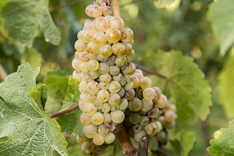 Bathurst Wine Trail Full-Day Private Tour With Tastings - Accommodation ACT 8