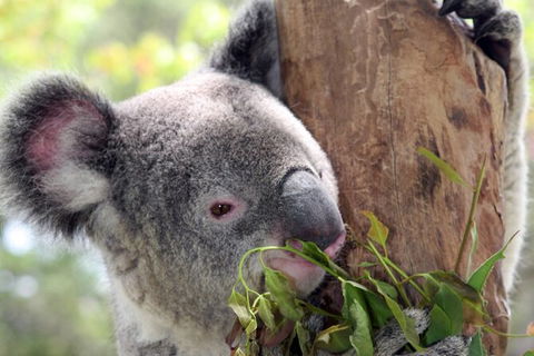 Private 10-hour Tour To Blue Mountains From Sydney - Hotel Pick Up & Drop Off - Accommodation ACT 2