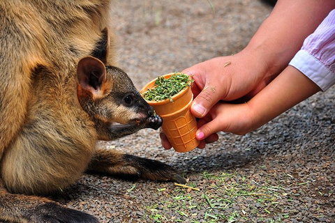 Blue Mountains Highlights & Wildlife Park - Accommodation ACT 3