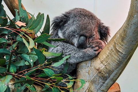 Blue Mountains Highlights & Wildlife Park - Accommodation ACT 1