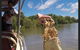 Pathfinder Jumping Crocodile Cruise Shuttle Bus - thumb 7