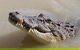 Pathfinder Jumping Crocodile Cruise Shuttle Bus - thumb 3