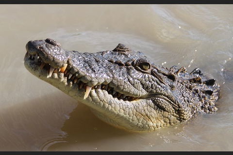Pathfinder Jumping Crocodile Cruise Shuttle Bus - Accommodation ACT 3