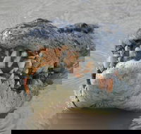 Jumping Crocodile Day Trip from Darwin - Accommodation ACT