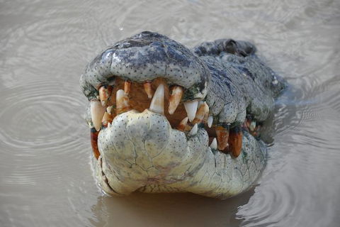 Jumping Crocodile Day Trip From Darwin - Accommodation ACT 0