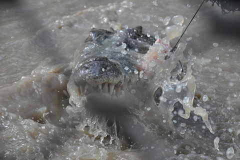 Jumping Crocodile Day Trip From Darwin - Accommodation ACT 1
