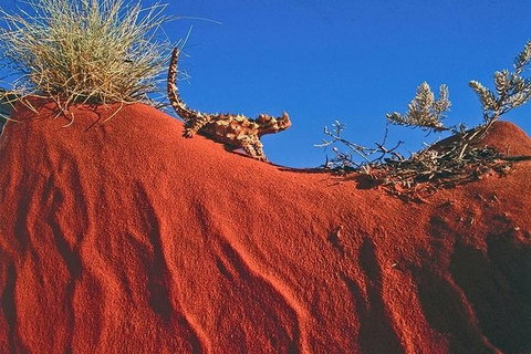 Alice Springs, Uluru Ayers Rock & Kings Canyon 8 Days Touring Package - Accommodation ACT 4