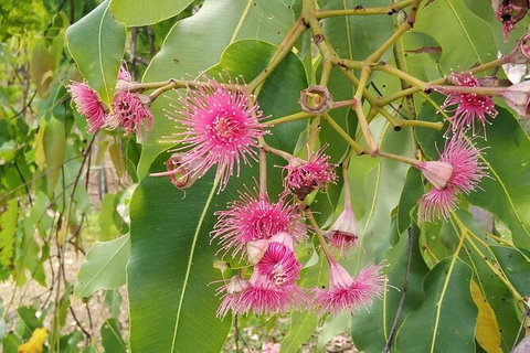Full-Day Private Guided Tour To Litchfield National Park - Accommodation ACT 5