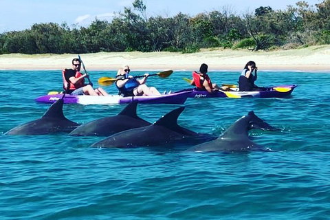 Half Day Dolphin Kayaking And Snorkeling Tour - Accommodation ACT 1