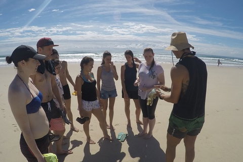 Half Day Dolphin Kayaking And Snorkeling Tour - Accommodation ACT 6