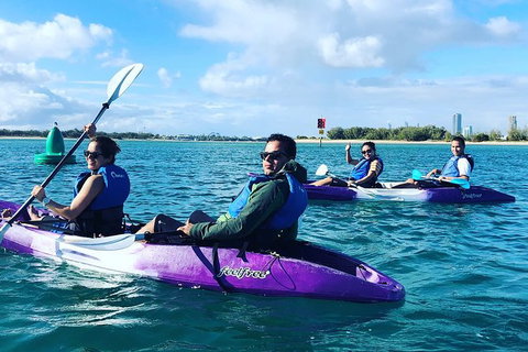 Half Day Dolphin Kayaking And Snorkeling Tour - Accommodation ACT 5