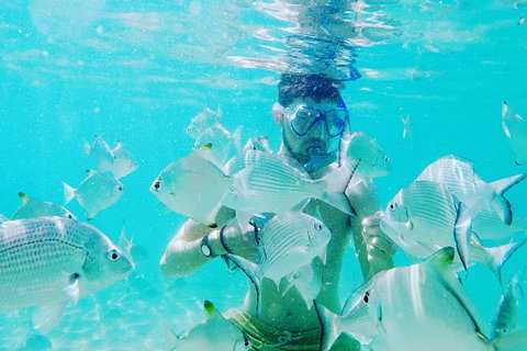 Half Day Dolphin Kayaking And Snorkeling Tour - Accommodation ACT 3