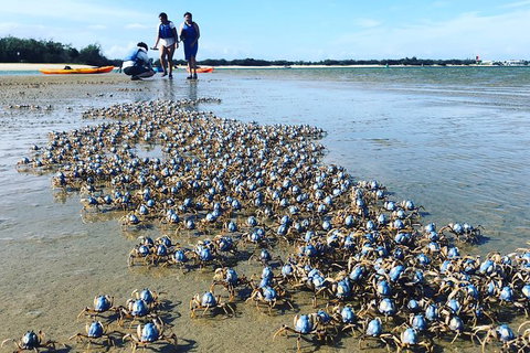 Half Day Dolphin Kayaking And Snorkeling Tour - Accommodation ACT 10