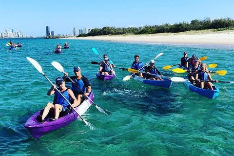 Half Day Dolphin Kayaking And Snorkeling Tour - Accommodation ACT 11