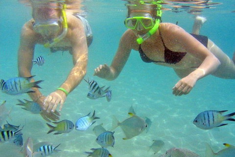 Half Day Dolphin Kayaking And Snorkeling Tour - Accommodation ACT 4