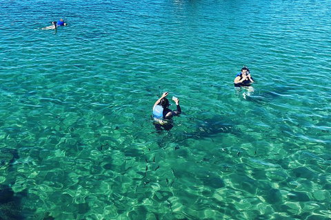 Half Day Dolphin Kayaking And Snorkeling Tour - Accommodation ACT 12