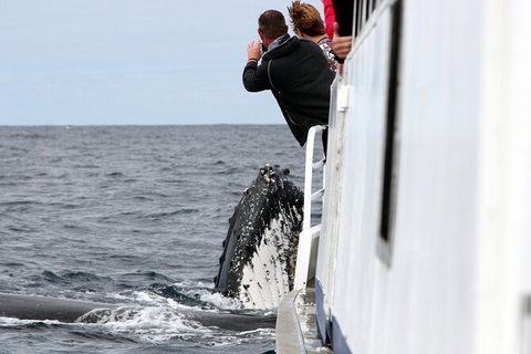 Whale Watching Tour In Gold Coast - Accommodation ACT 8