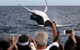 Whale Watching Tour In Gold Coast - thumb 1